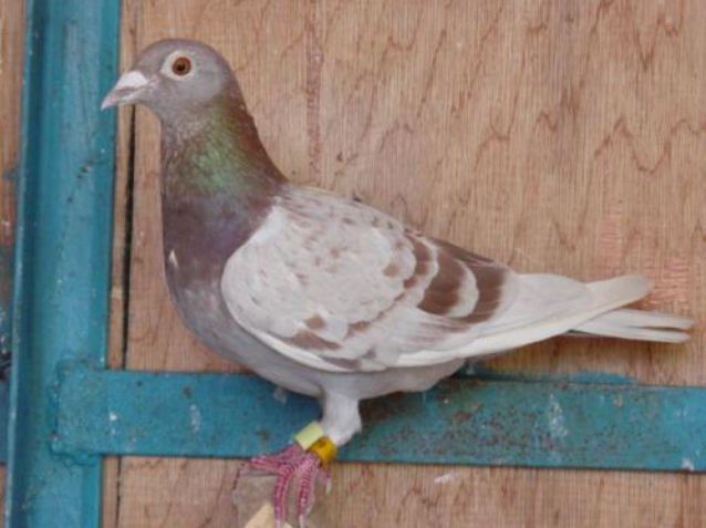 信鸽不能下完铭鸽西翁系的特征眼光到位才好