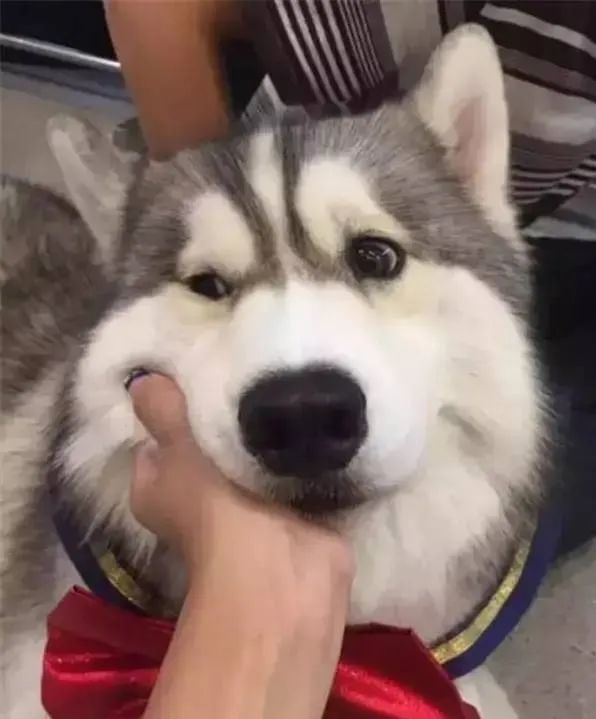 泰国这位网红狗狗已经抢占商机,摆摊卖公仔_腾讯新闻