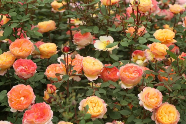 月季品种那么多 为什么中国月季越来越没有地位 没有市场 腾讯网