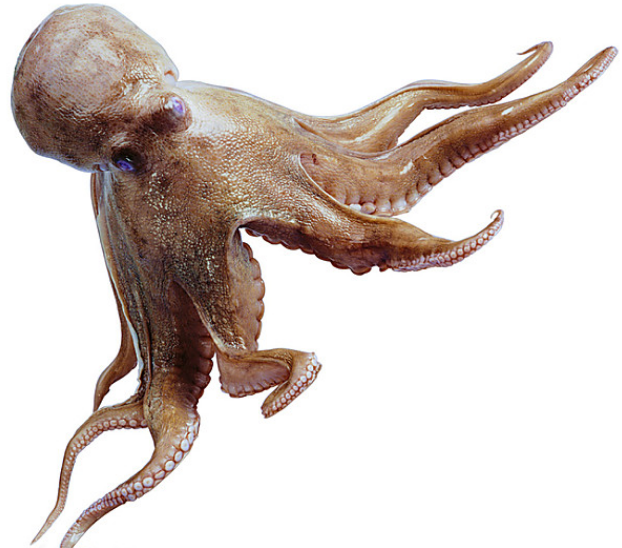 鱿鱼这样炒太好吃了,鲜嫩爽口无腥味,筷子真的停不下来|鱿鱼|章鱼