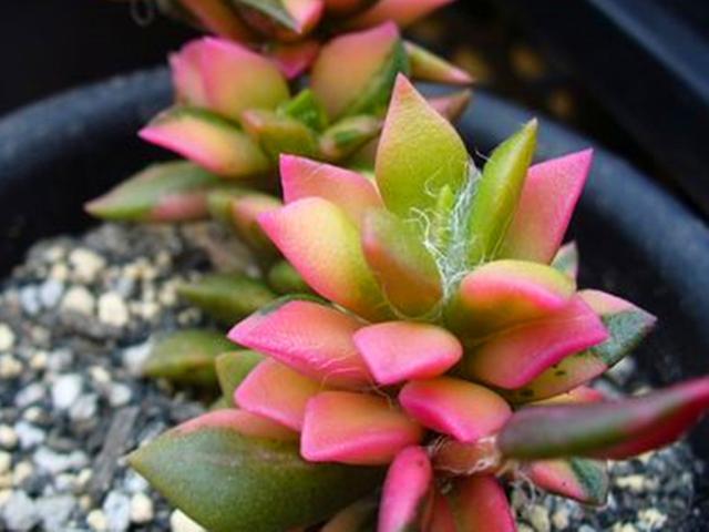 3种能吹出 雪 来的多肉 宛如轻雪覆盖幽谷 美轮美奂出尘脱俗 腾讯新闻