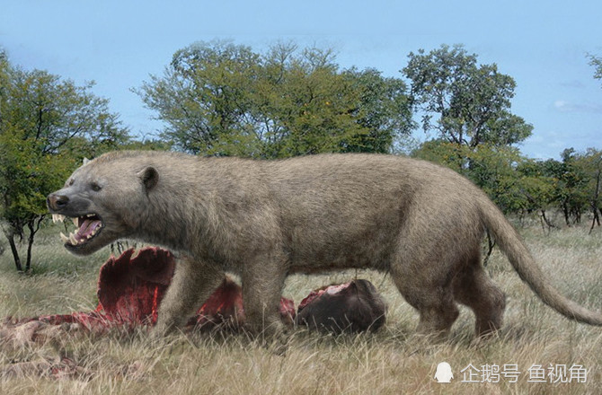 史上最强陆地食肉哺乳动物,体长4.5米,重1.5吨,专啃巨象!_腾讯新闻