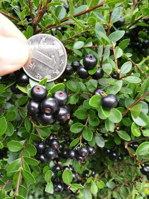 人称野生小蓝莓吃起来酸甜可口营养丰富得很