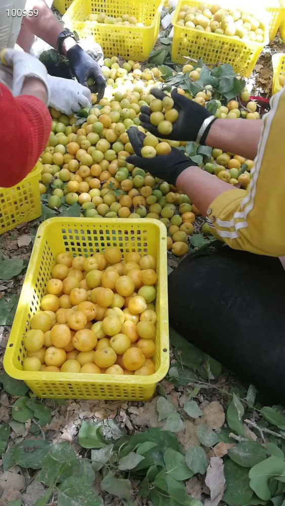 水果店的那些事儿—新疆小白杏