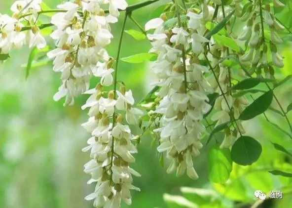 临朐微刊韩启龙记忆中的百果园