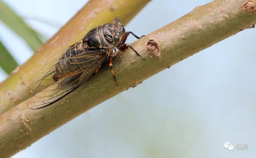 临朐微刊韩启龙记忆中的百果园