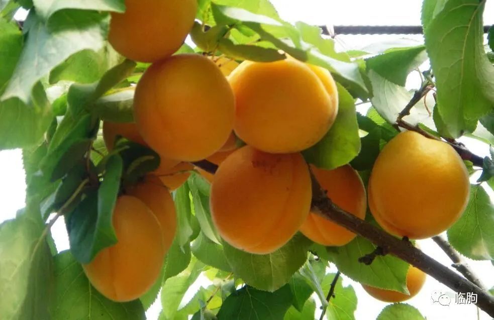 临朐微刊韩启龙记忆中的百果园