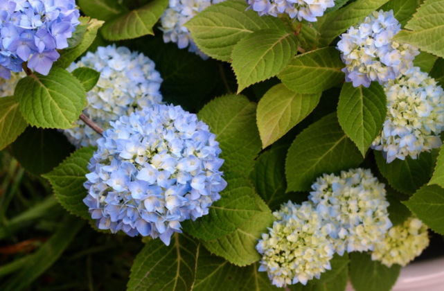 2年完成逆袭的绣球花无尽夏 奔赴在夏日 无尽梦幻 无尽浪漫 绣球花