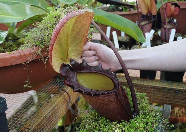 世界上真的有食人花吗 揭秘食人花吃人事件真相 腾讯新闻