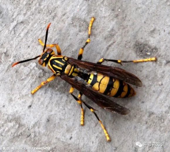 中药材:大黄蜂子|露蜂房|蜜蜂|大黄蜂