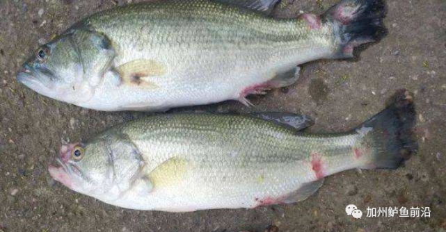 烂身病发作越来越频繁 成为加州鲈的一大威胁 加州鲈 寄生虫 车轮虫