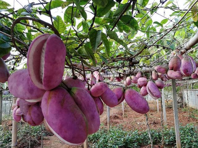 野外遇到要尝尝,利润大一亩产收2万元|香蕉|八月瓜|八月果|果实