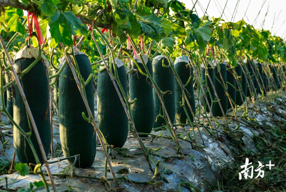增产20%,三水白坭黑皮冬瓜种植技术将全省推广