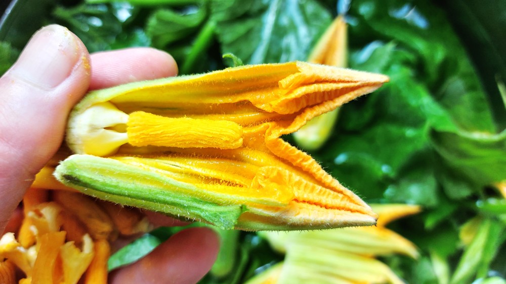 南瓜秧子上的这种花 长不出南瓜 摘下来用油炸 变成一种美食 腾讯新闻