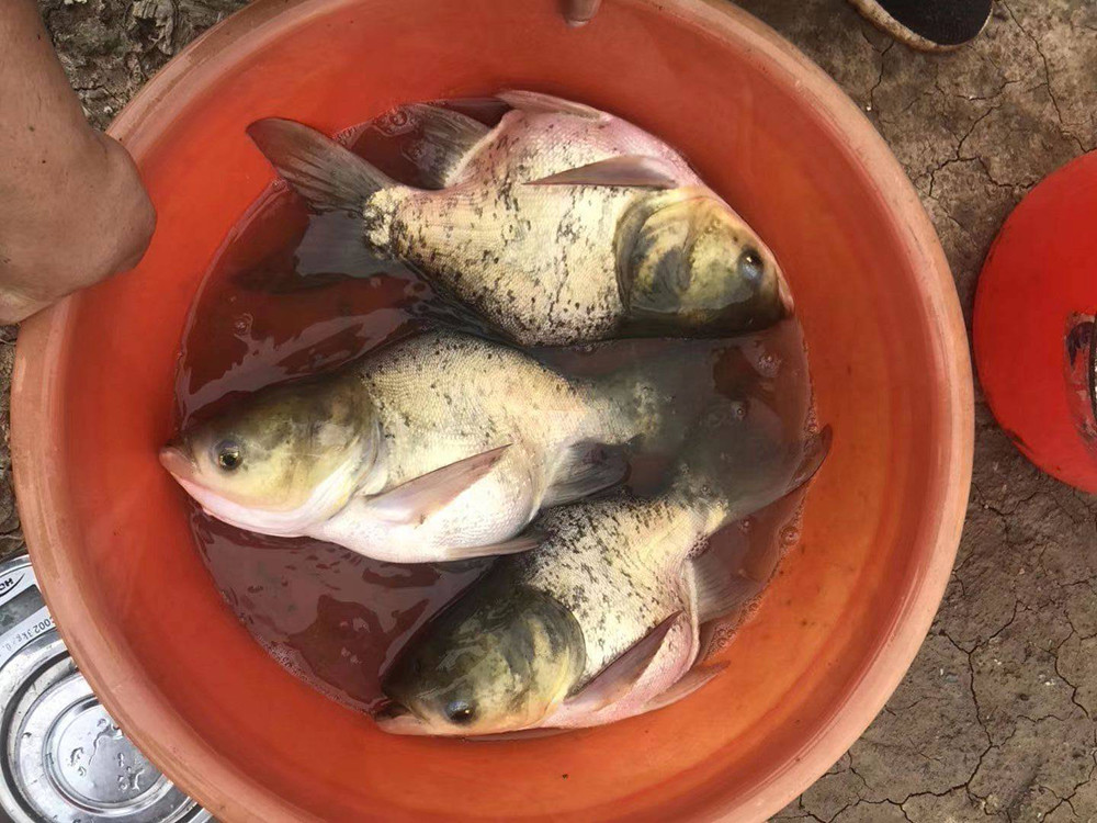 俗称"缩骨鱼",人为改造出来的畸形鱼,价格昂贵专供酒楼_腾讯新闻