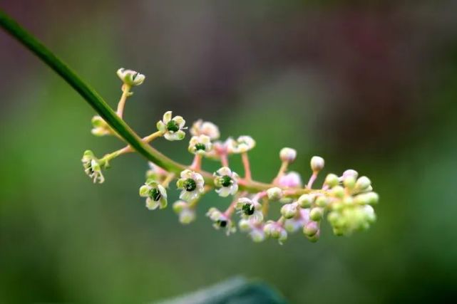 俗称是 野葡萄 的商陆 摄影师怎么拍 用3个技巧 见招拆招 腾讯网