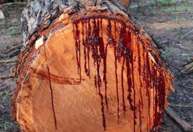 男子发现大树"不断流血",劈开后失控了,吓得连忙报警!