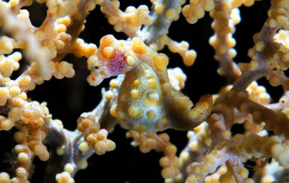 世界上最小,最萌的海马,和变色龙一样可以变色,不过技能存在bug_腾讯