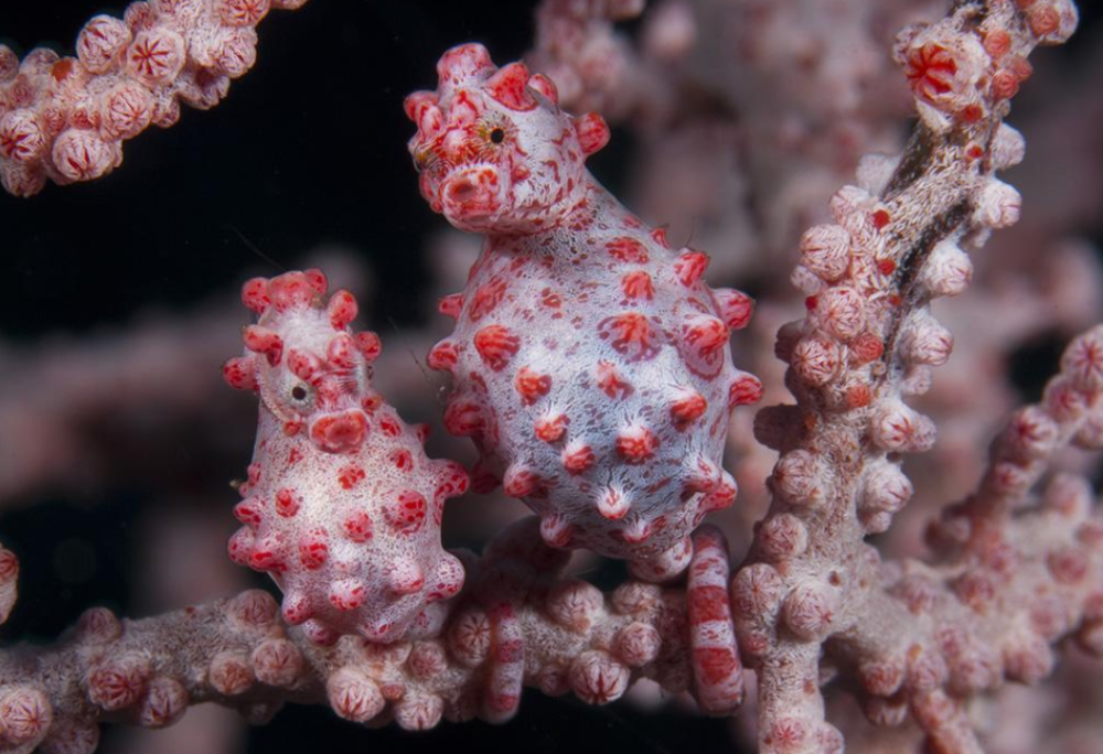 世界上最小,最萌的海马,和变色龙一样可以变色,不过技能存在bug_腾讯