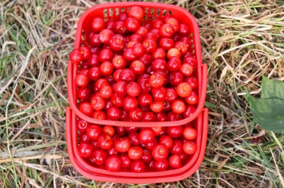 鲜红的樱桃挂满了枝头 像一个个红灯笼似的 煞是醒目 这娇小的樱桃