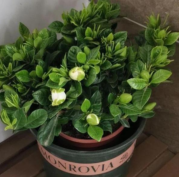 换盆小技巧 过程注意6个细节处理 植物伤亡少 夏季服盆快 腾讯新闻