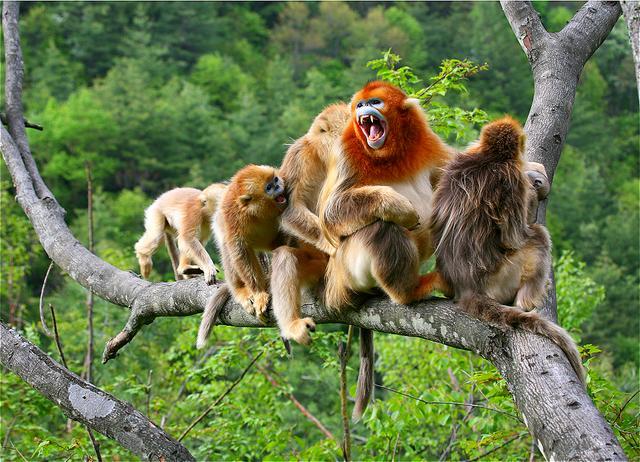 猴娃是不是野人20年前专家挖出的遗骨有什么发现