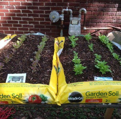 没用的麻袋别再随手丢了 拿它当盆养花 一下子收获3大优势