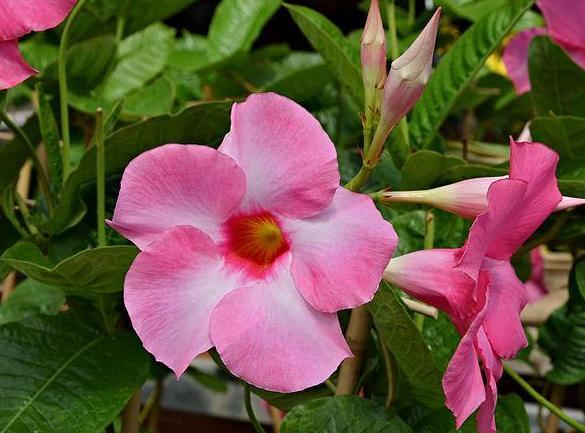 夏季居家盆栽花卉双腺藤,注重4个小技巧,开花色艳,数量多