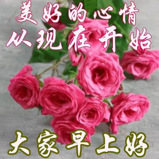 中老年表情包 早上好 送你一朵玫瑰花 腾讯新闻