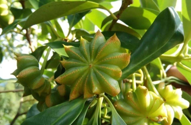 当年一文不值不得已砍树求财如今价格回升却是一苗难求