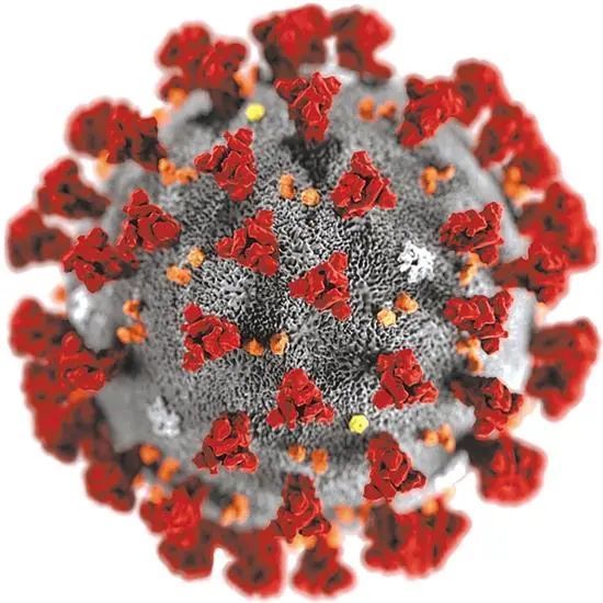 阮病毒朊病毒图片