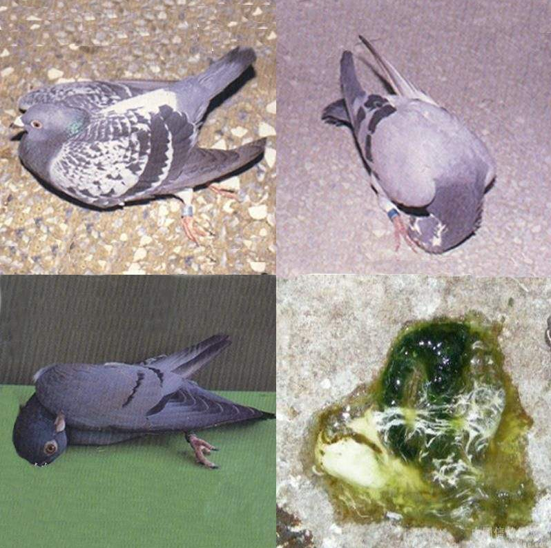 信鸽得了新城疫怎么办?全棚消毒很有必要,不能马虎