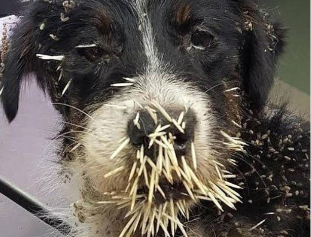 狗狗带着满脸的刺回家,主人看后哭笑不得:这是没打赢啊!