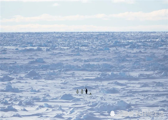 本该消失的东西又在南极地区再次出现科学家真的生气了