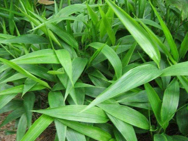 农村常见"竹草",比竹子矮,却有那么多作用,见到珍惜