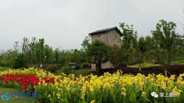 映日荷花別樣紅 本月中旬開展|太白巖山頂公園|雙桂湖國家溼地公園