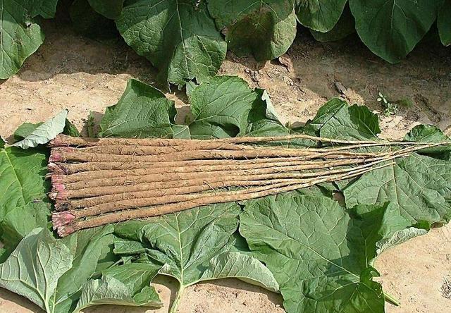 牛蒡|山药|蔬菜