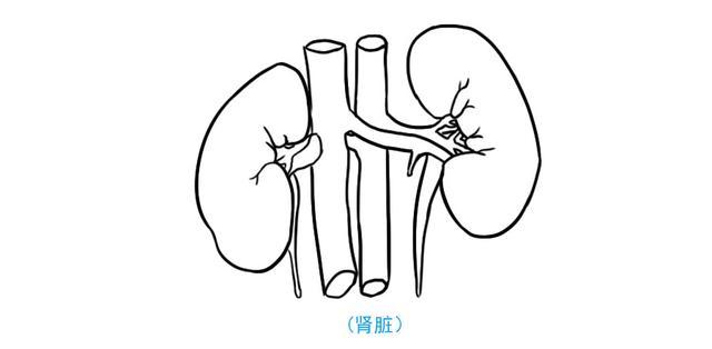 啤酒与烤腰子很配,但它与一个疾病也很"配",痛起来像刀割