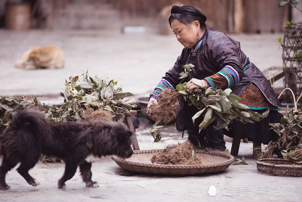 走进黔东南从江占里探访换花草的神秘药师