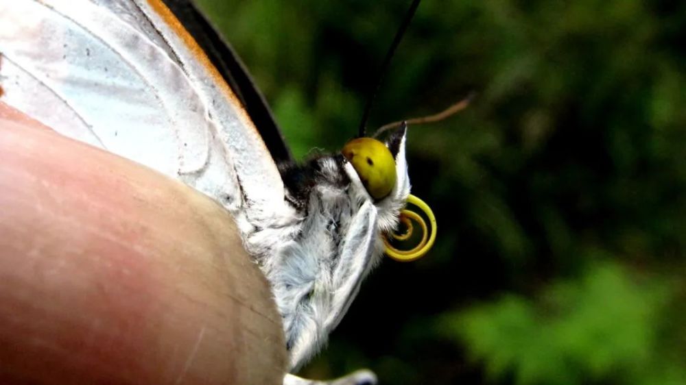 夏日赏蝶正当时,共赏宁波蛱蝶科蝴蝶风采_腾讯新闻