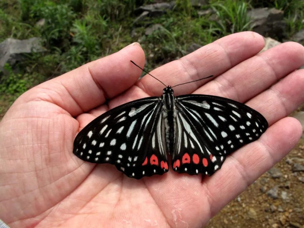 目前,在宁波发现的蛱蝶种类中个体较大的有银豹蛱蝶,云豹蛱蝶和枯叶