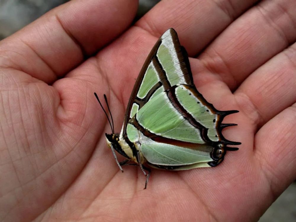 二尾蛱蝶雄蝶侧面,罕见的具有尾突的蛱蝶种类二尾蛱蝶雄蝶反面,反面是