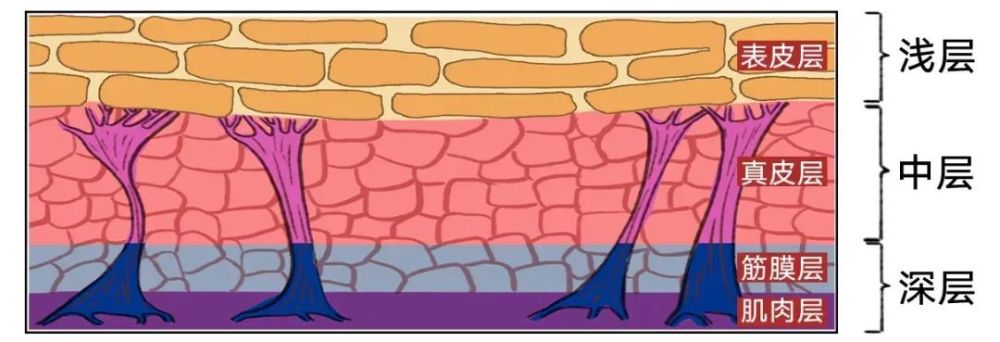 皮肤有多少层 腾讯网