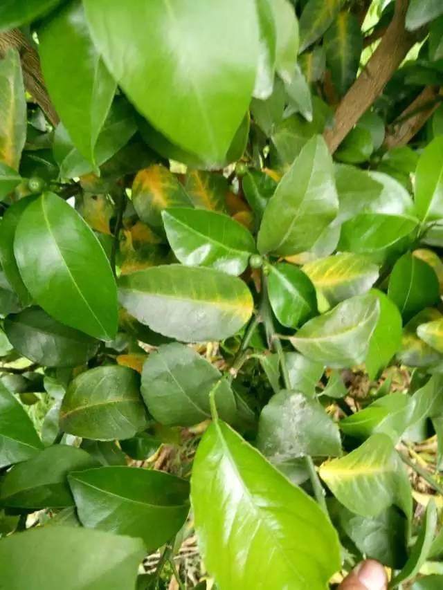 柑橘的老叶子发黄脱落,和果树的根系有很大关系,管理果树养根很重要