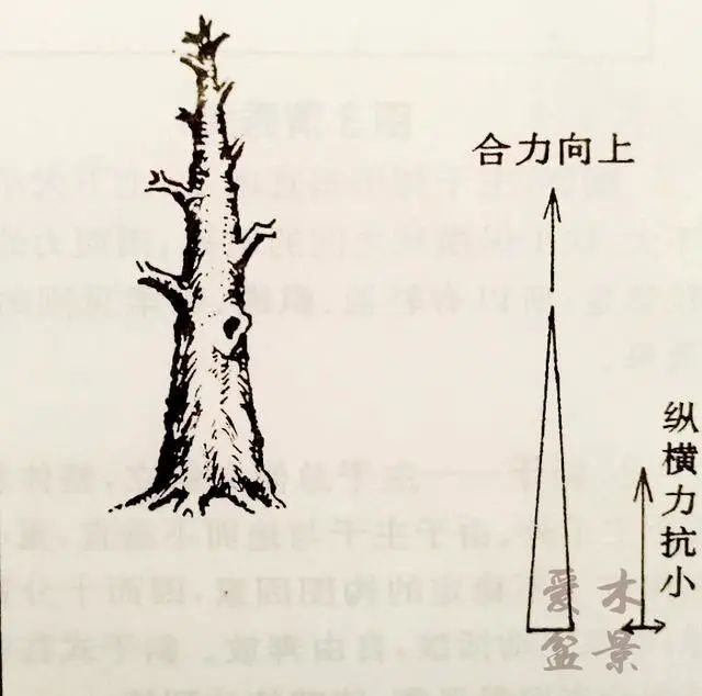3种直干型盆景的主干分析,你更喜欢哪一种类型