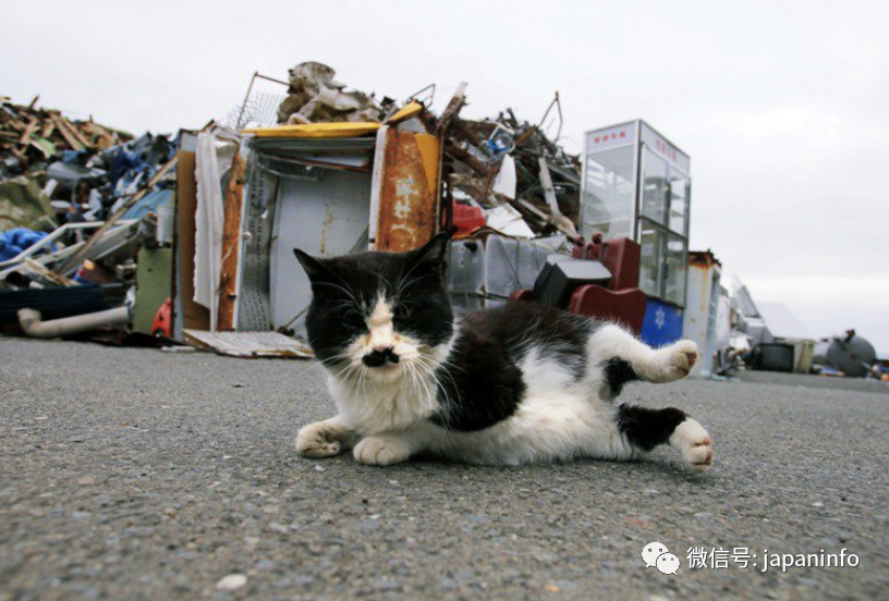 日本 猫岛 毒杀事件 腾讯新闻