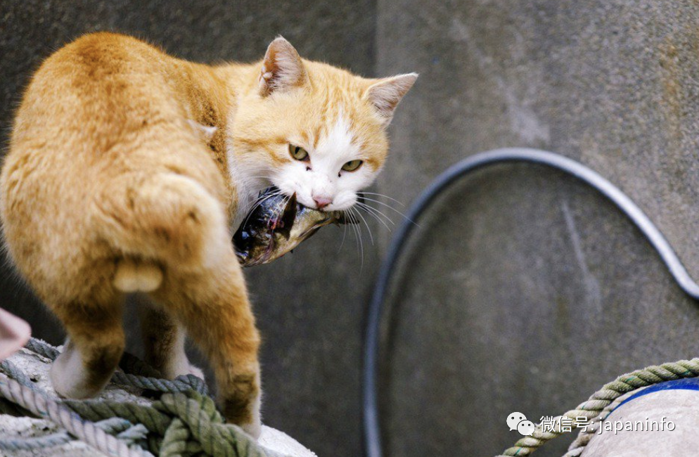 日本 猫岛 毒杀事件 腾讯新闻