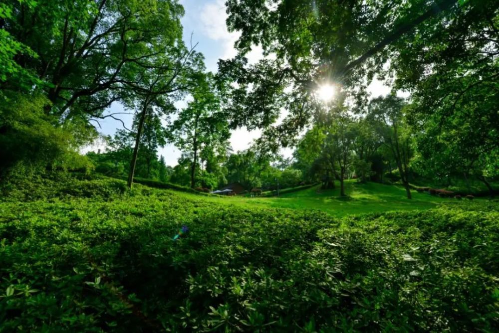 【图集】邂逅阿哈湖 打卡夏日绿色风情_腾讯新闻