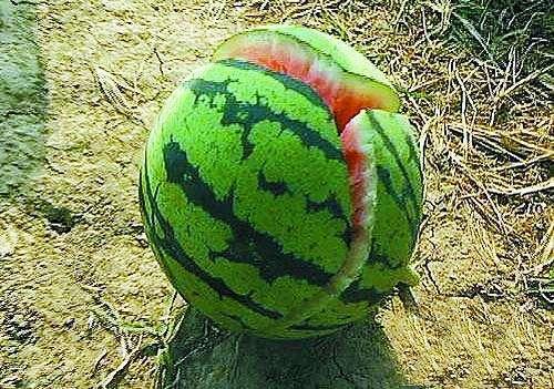 瓜农50亩西瓜没成熟就纷纷爆裂,一天炸200多个,网友:活该!