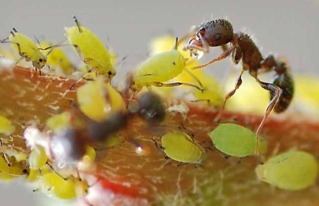 蚂蚁与蚜虫自然界最奇妙的共生关系